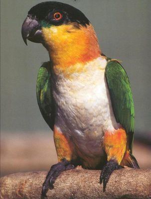 Black-headed parrot Blackheaded Parrot Pionites melanocephalus South American birds
