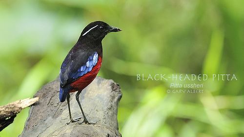 Black-headed pitta farm3staticflickrcom24082267618074b4552cfb3cjpg