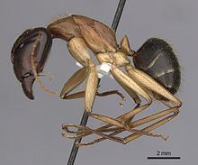 Black-headed sugar ant httpsuploadwikimediaorgwikipediacommonsthu