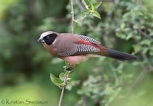 Black-headed waxbill More on Estrilda atricapilla Blackheaded Waxbill