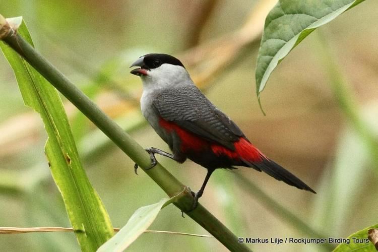 Black-headed waxbill Blackheaded Waxbill Estrilda atricapilla videos photos and sound