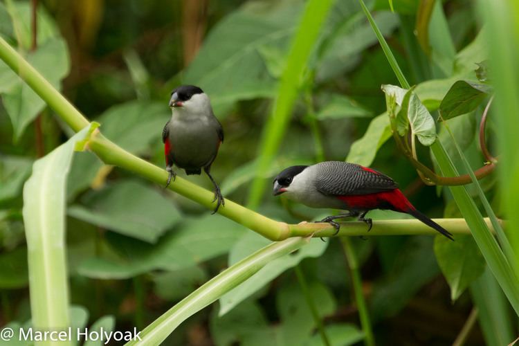 Black-headed waxbill Blackheaded Waxbill Esrilda atricapilla Douala CM 20 Flickr