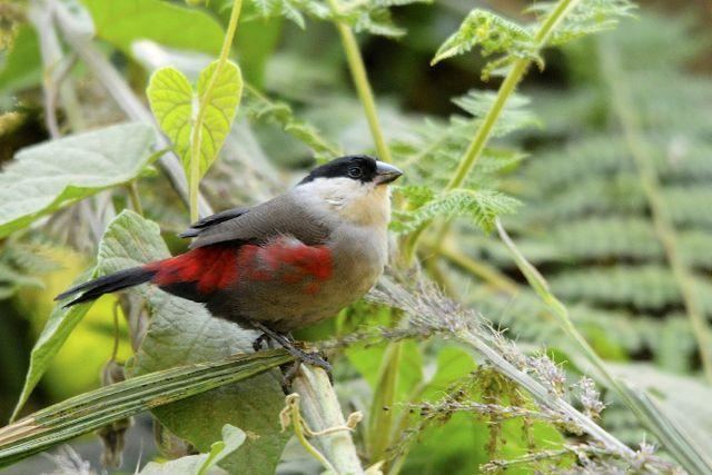 Black-headed waxbill Blackheaded Waxbill Estrilda atricapilla videos photos and sound