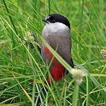 Black-headed waxbill httpsuploadwikimediaorgwikipediacommonsthu