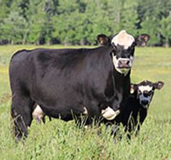 Black Hereford (breed) triplelblackherefordscomwpcontentuploads2010