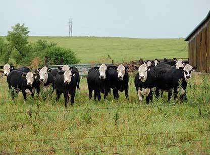 Black Hereford (breed) Birthplace of Black Herefords Black Hereford Cattle