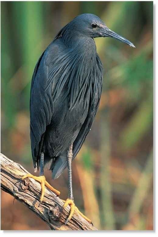 Black heron Black Heron Birds