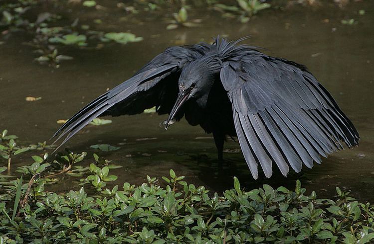 Black heron httpsuploadwikimediaorgwikipediacommonsff