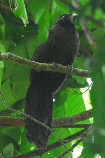 Black-hooded coucal Surfbirds Online Photo Gallery Search Results