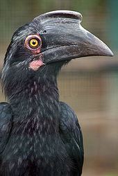 Black hornbill httpsuploadwikimediaorgwikipediacommonsthu