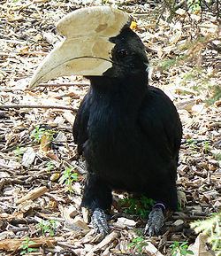 Black hornbill Black hornbill Wikipedia