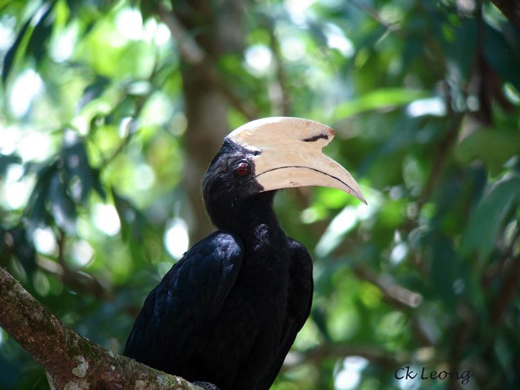 Black hornbill Asian Black Hornbill by Ck Leong Borneo Birds