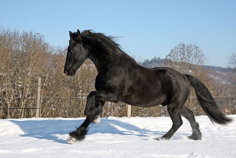 Black Horse (legend)