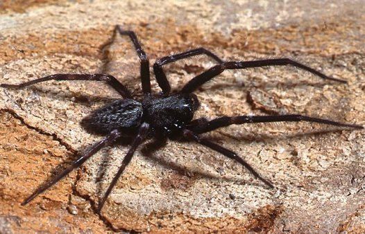 Black house spider Black House Spider Badumna insignis Australian Museum