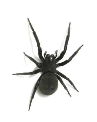 Black house spider BLACK HOUSE SPIDER SSPC