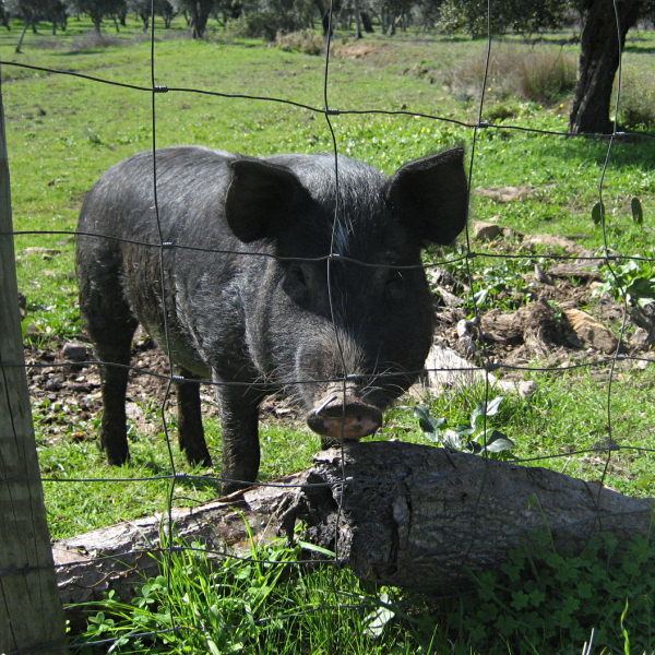Black Iberian pig httpsuploadwikimediaorgwikipediacommons33