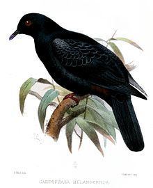 Black imperial pigeon httpsuploadwikimediaorgwikipediacommonsthu