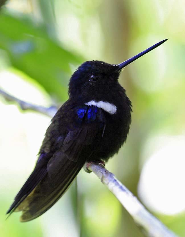 Black inca Birding in Colombia