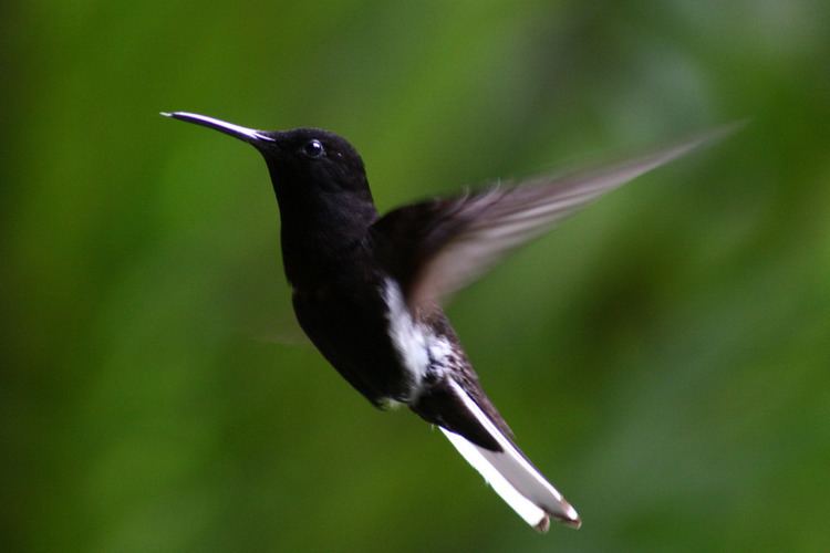 Black jacobin Black Jacobin Hummingbird Taken in the garden of Serra dos Flickr