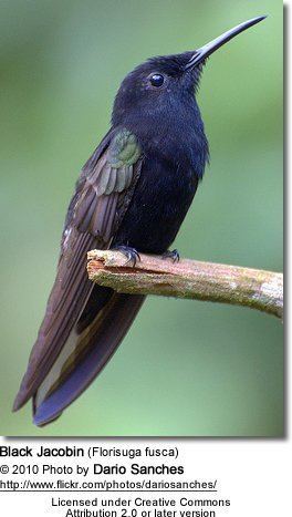 Black jacobin Black Jacobins Florisuga fusca Hummingbirds