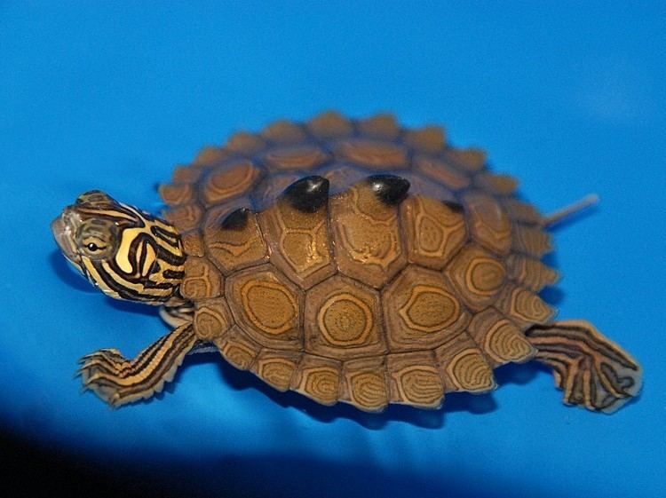 Black-knobbed map turtle Northern Black Knobbed Map Turtle for sale from The Turtle Source
