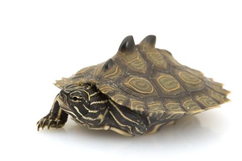 Black-knobbed map turtle Black Knobbed Map Turtle for Sale Reptiles for Sale