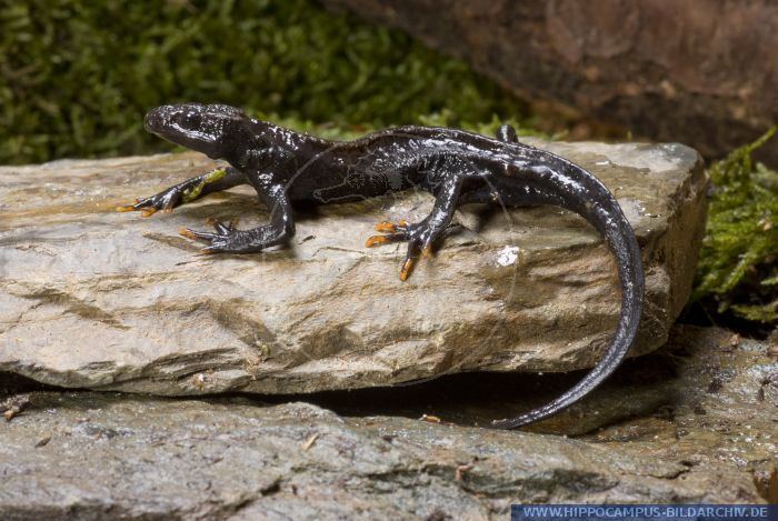 Black knobby newt Tylototriton asperrimus alias Black Knobby Newt Hippocampus