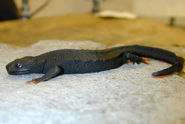 Black knobby newt CalPhotos