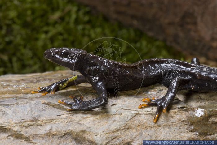 Black knobby newt Tylototriton asperrimus alias Black Knobby Newt Hippocampus