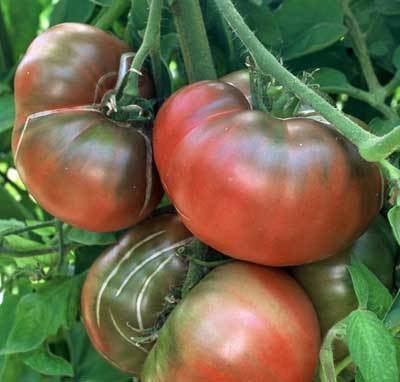 Black Krim Black Krim Tomato Seeds Tomato Growers Supply Company