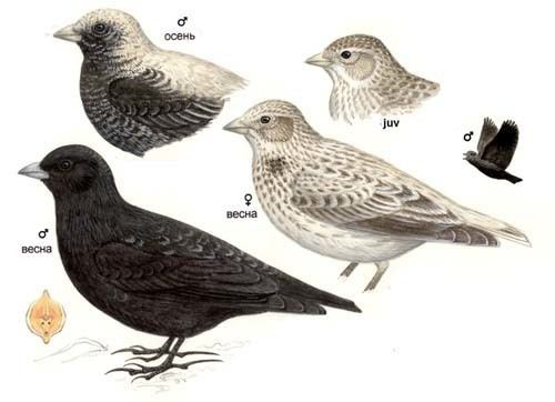 Black lark Black Lark Melanocorypha yeltoniensis European birds online guide