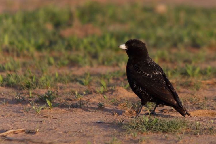 Black lark Nesting in the muck a field study on Black Larks in Kazakhstan May