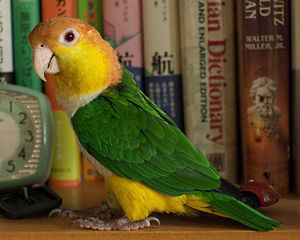 Black-legged parrot httpsuploadwikimediaorgwikipediacommonsthu