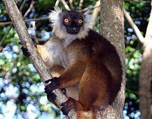 Black lemur httpsuploadwikimediaorgwikipediacommonsthu