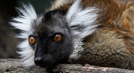 Black lemur Black Lemur an Endangered Species