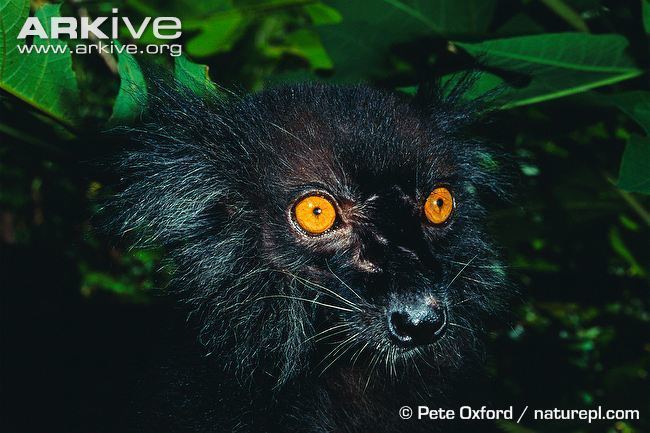 Black lemur Black lemur videos photos and facts Eulemur macaco ARKive