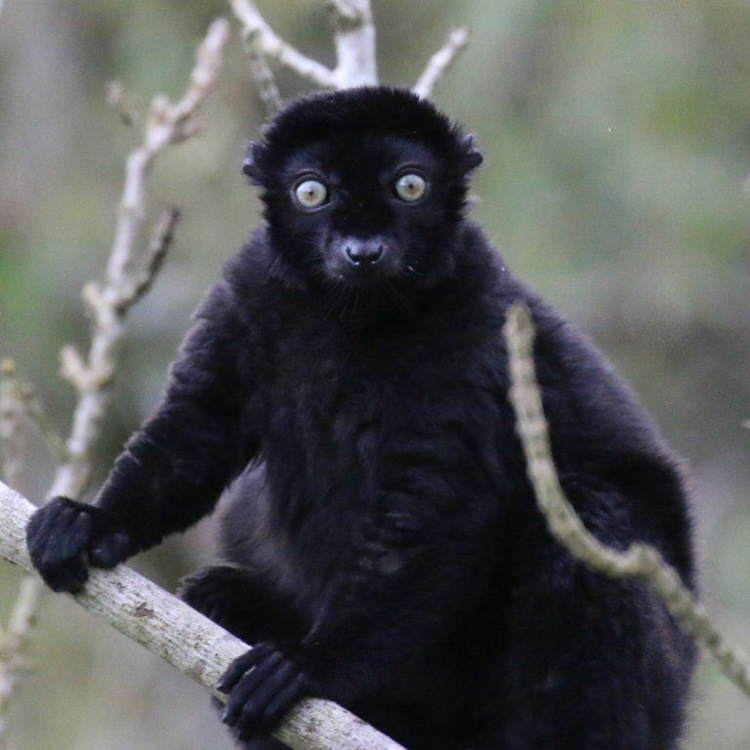 Black lemur Blueeyed Black Lemur