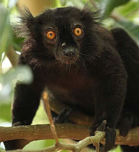 Black lemur Black Lemur The Other BlueEyed Primate Animal Pictures and