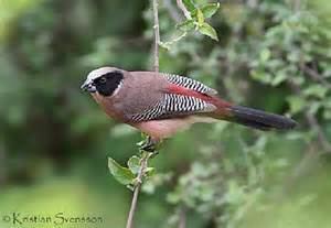 Black-lored waxbill wwwtaenoscomimgITISEstrildanigrilorisblack