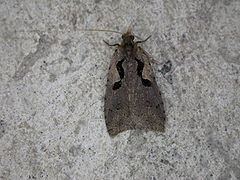 Black-lyre leafroller moth httpsuploadwikimediaorgwikipediacommonsthu