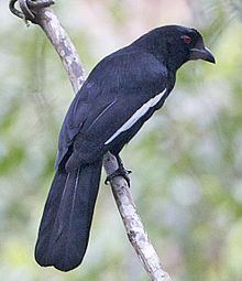 Black magpie httpsuploadwikimediaorgwikipediacommonsthu