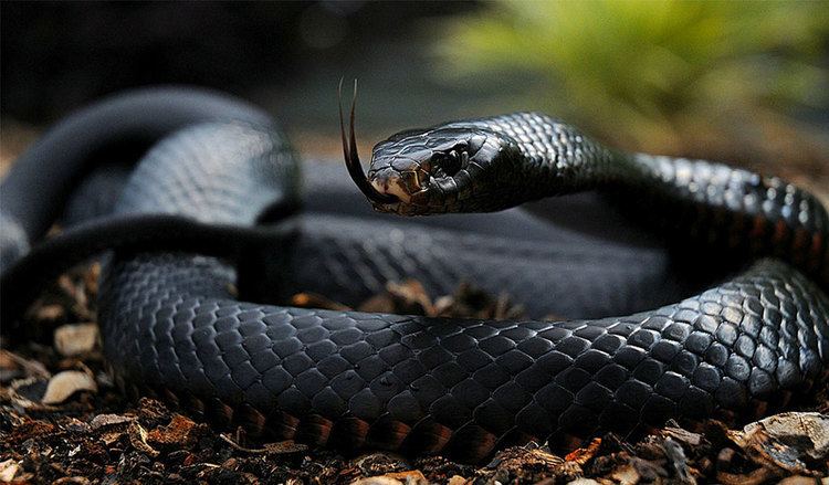 Black mamba Black Mamba Snakes Facts Diet amp Habitat Information