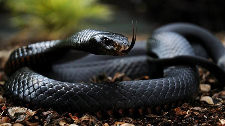 Black mamba Deadly Black Mamba Snake 39On The Loose In The UK39