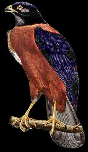 Black-mantled goshawk Accipiter melanochlamys Blackmantled Goshawk Indonesia Bird