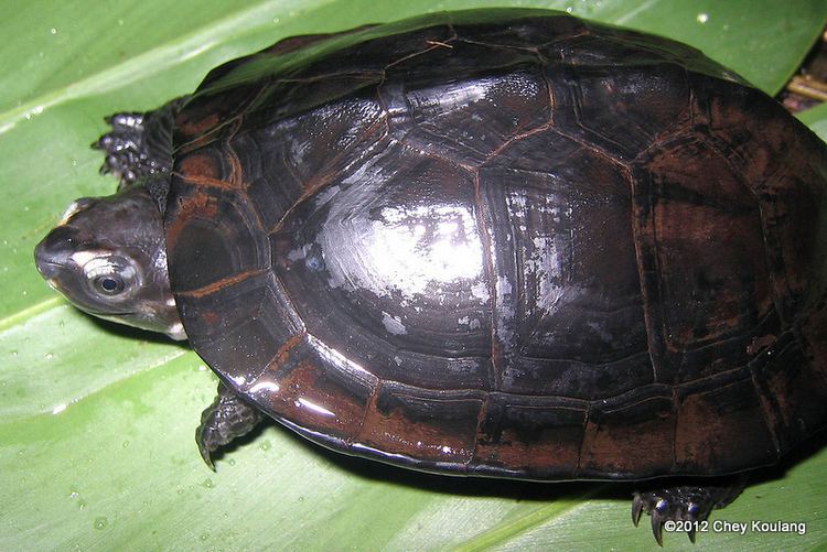 Black marsh turtle - Alchetron, The Free Social Encyclopedia