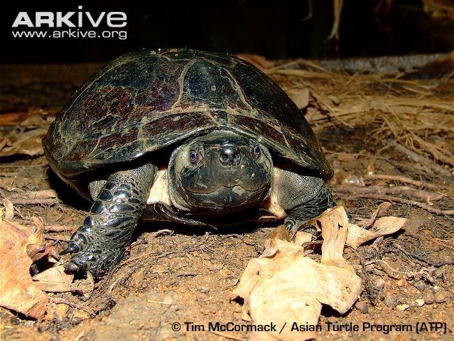 Black marsh turtle - Alchetron, The Free Social Encyclopedia