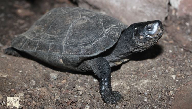 Black marsh turtle - Alchetron, The Free Social Encyclopedia