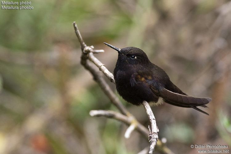 Black metaltail Black Metaltail Metallura phoebe female adult refdipe116219