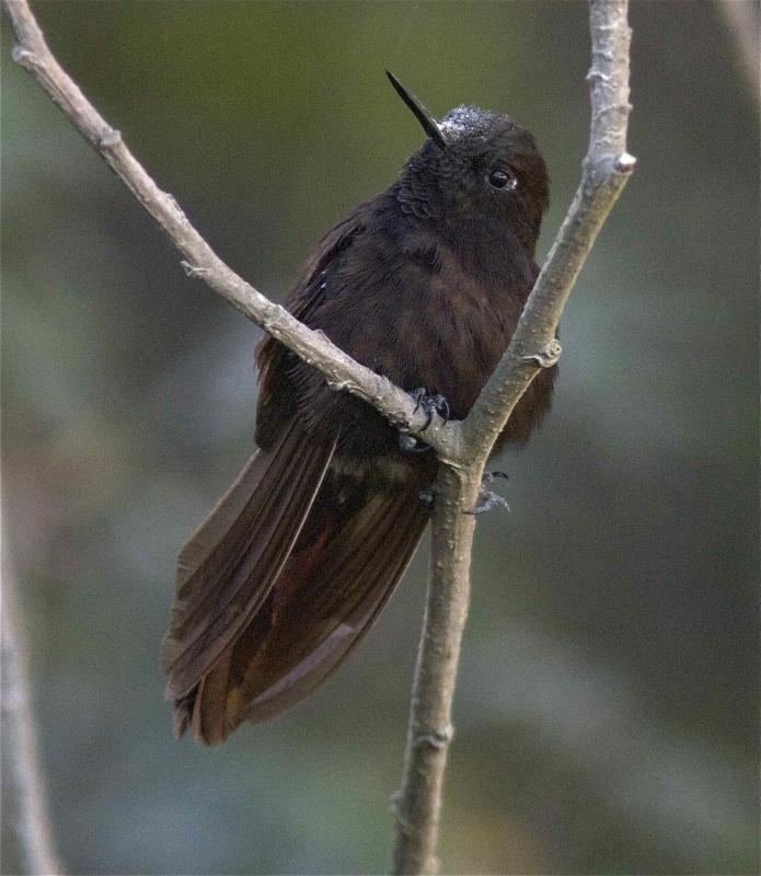 Black metaltail Black Metaltail Metallura phoebe videos photos and sound