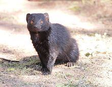 Black mongoose httpsuploadwikimediaorgwikipediacommonsthu